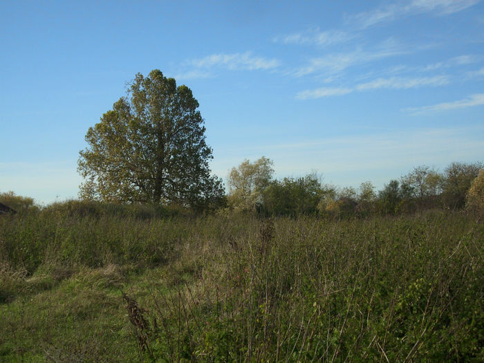 DSCI0603
