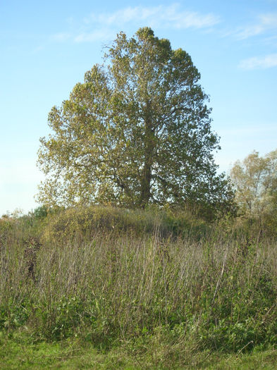DSCI0606