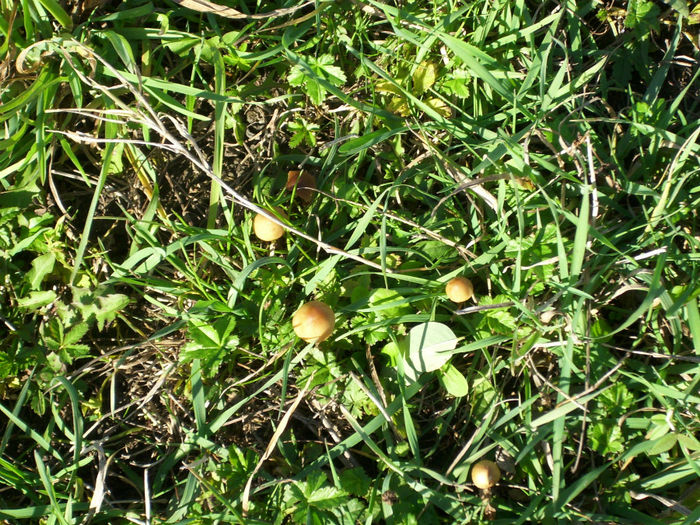 DSCI0633