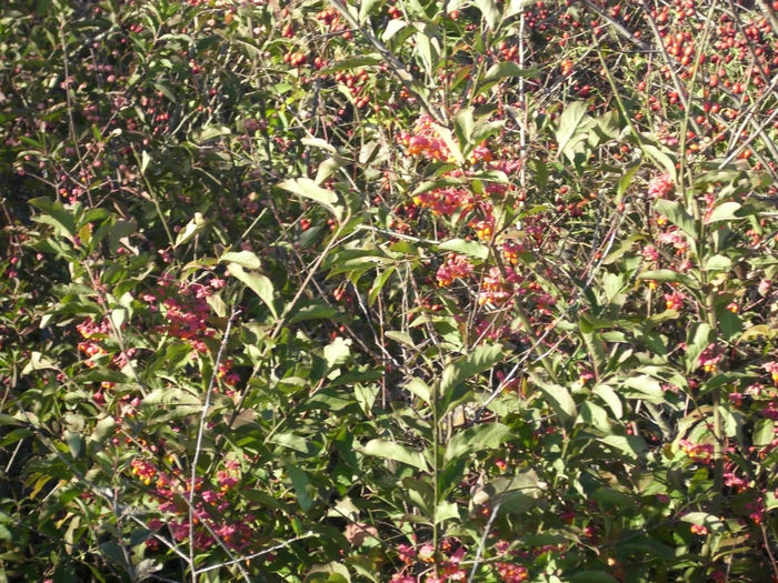 DSCI0650