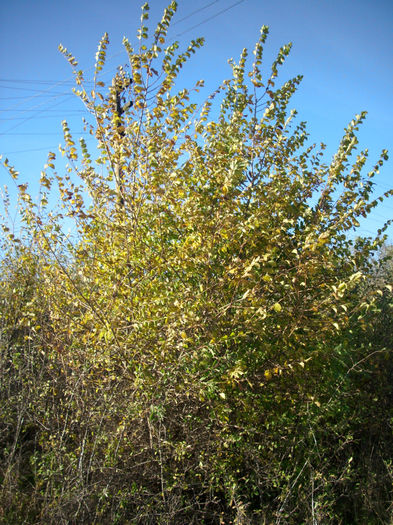 DSCI0654