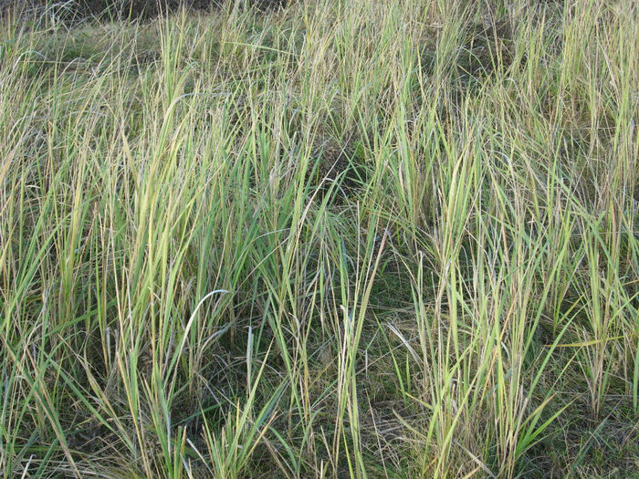 DSCI0687