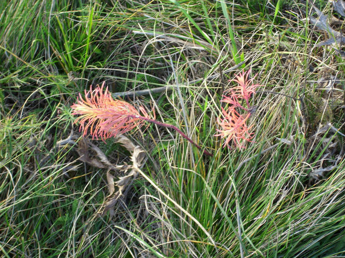 DSCI0690 - 2012 toamna II