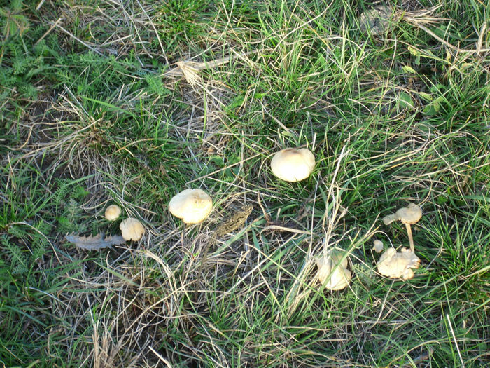 DSCI0696