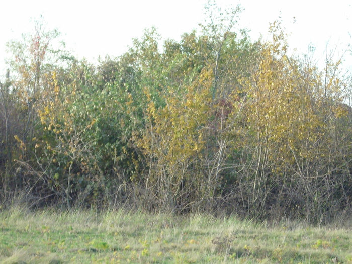 DSCI0700