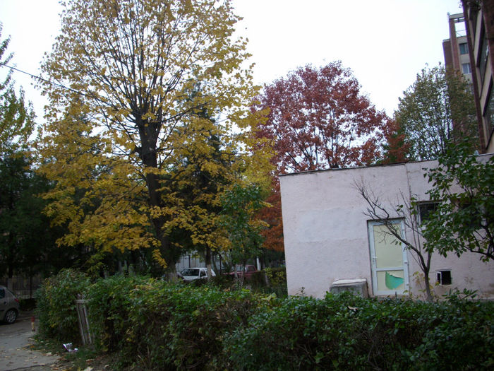 DSCI0847