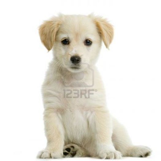 606322-puppy-labrador-retriever-cream-in-front-of-white-background-and-facing-the-camera - rasa mea preferwta de caine