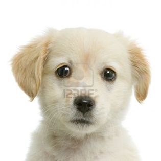 606330-puppy-labrador-retriever-cream-in-front-of-white-background-and-facing-the-camera
