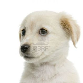 606331-puppy-labrador-retriever-cream-in-front-of-white-background-and-facing-the-camera - rasa mea preferwta de caine