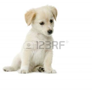 606373-puppy-labrador-retriever-cream-in-front-of-white-background-and-facing-the-camera - rasa mea preferwta de caine