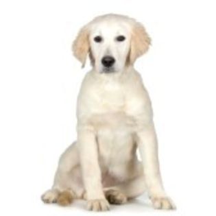 848490-puppy-labrador-retriever-cream-in-front-of-a-white-background-and-facing-the-camera