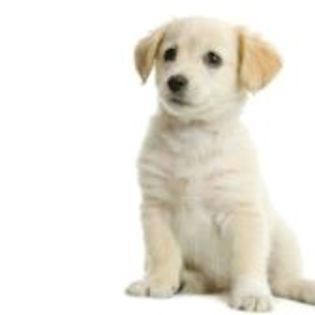 606181-puppy-labrador-retriever-cream-in-front-of-white-background-and-facing-the-camera - rasa mea preferwta de caine
