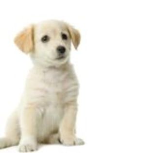606182-puppy-labrador-retriever-cream-in-front-of-white-background-and-facing-the-camera