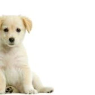 606321-puppy-labrador-retriever-cream-in-front-of-white-background-and-facing-the-camera