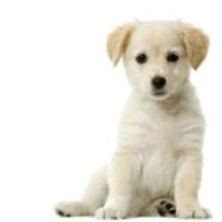 606323-puppy-labrador-retriever-cream-in-front-of-white-background-and-facing-the-camera - rasa mea preferwta de caine
