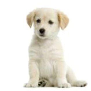 606365-puppy-labrador-retriever-cream-in-front-of-white-background-and-facing-the-camera - rasa mea preferwta de caine