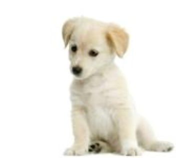 606374-puppy-labrador-retriever-cream-in-front-of-white-background-and-facing-the-camera - rasa mea preferwta de caine
