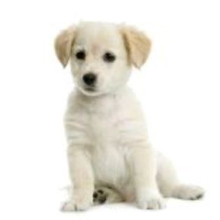 606375-puppy-labrador-retriever-cream-in-front-of-white-background-and-facing-the-camera - rasa mea preferwta de caine