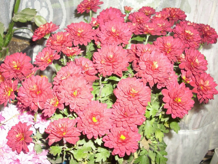 DSCI0878