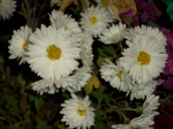 DSCI0888