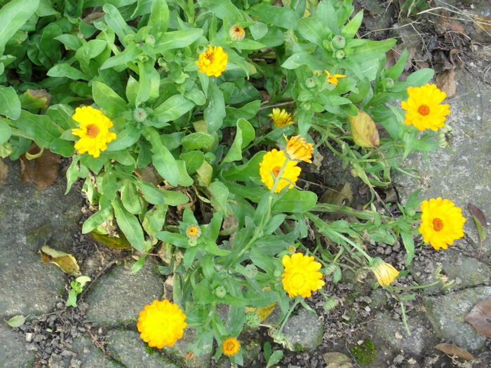 DSCI0934