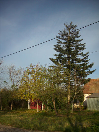 DSCI0941