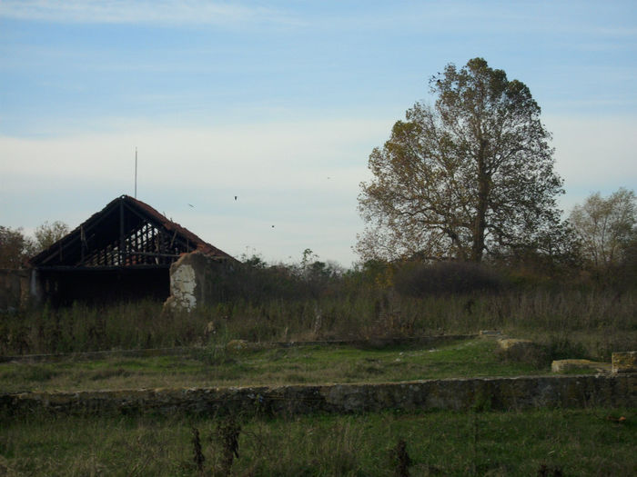DSCI0966