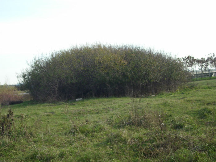 DSCI0970