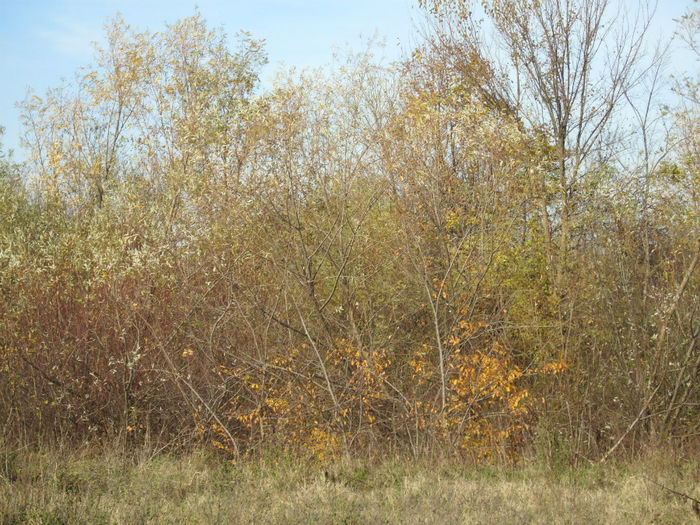 DSCI0988
