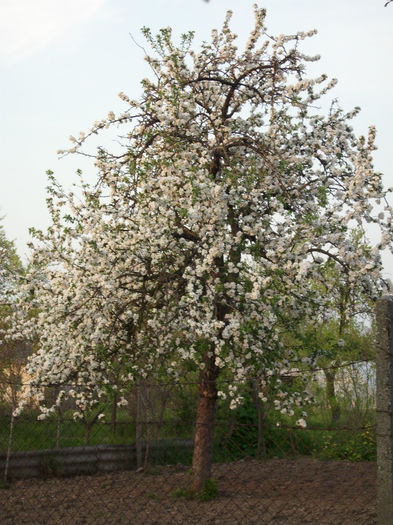 DSCI0135