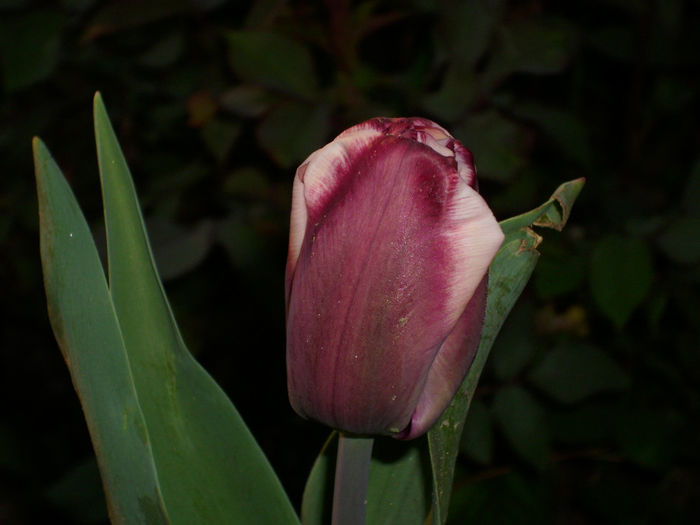 DSCI0248