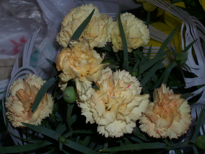 DSCI0261