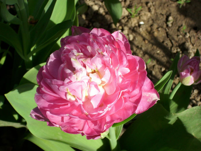 DSCI0379