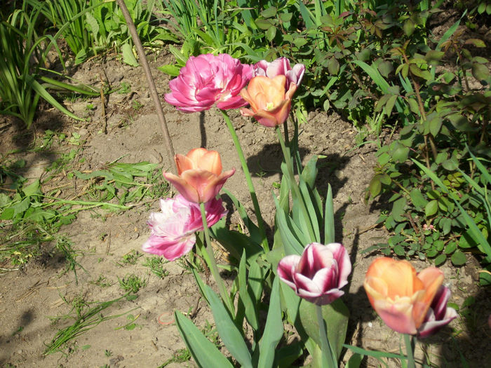 DSCI0406 - 2013 aprilie mai