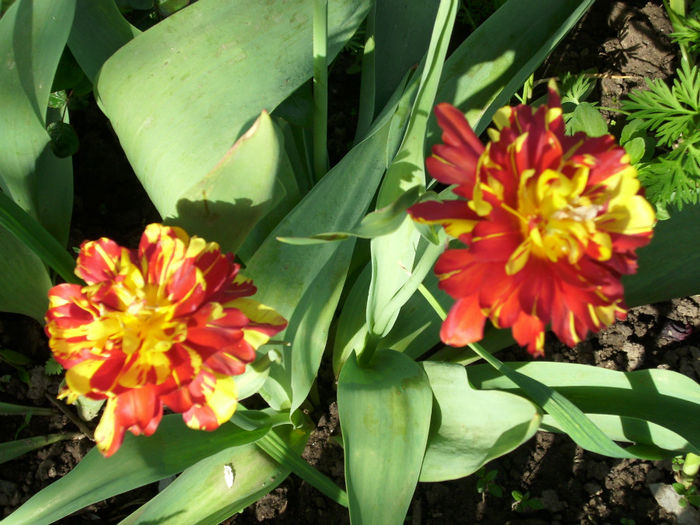 DSCI0408 - 2013 aprilie mai