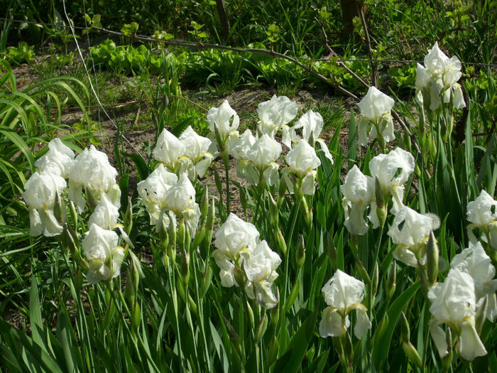 DSCI0410 - 2013 aprilie mai