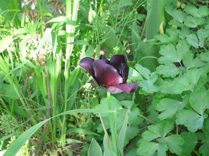 DSCI0411 - 2013 aprilie mai