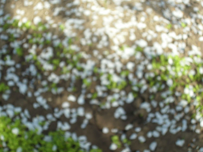 DSCI0416 - 2013 aprilie mai