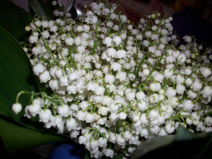 DSCI0447 - 2013 aprilie mai