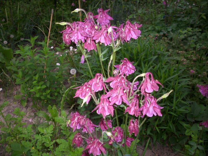 DSCI0656 - 2013 mai