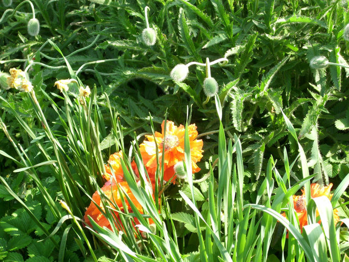 DSCI0679 - 2013 mai