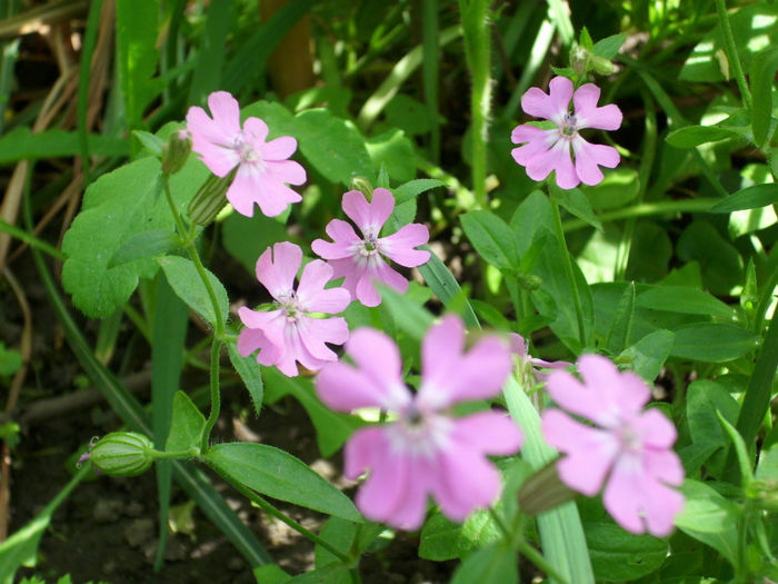 DSCI0694 - 2013 mai