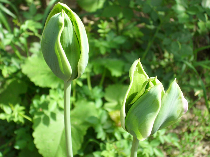 DSCI0696 - 2013 mai