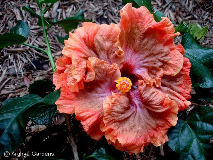 Hibiscus-Tsunami-eBay