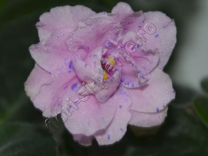 Saintpaulia Sapphire Kisses - VIOLETE AFRICANE - Saintpaulia - II