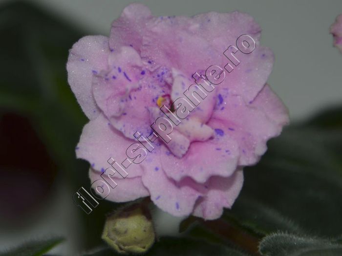 Saintpaulia Sapphire Kisses - VIOLETE AFRICANE - Saintpaulia - II