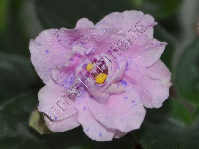 Saintpaulia Sapphire Kisses - VIOLETE AFRICANE - Saintpaulia - II