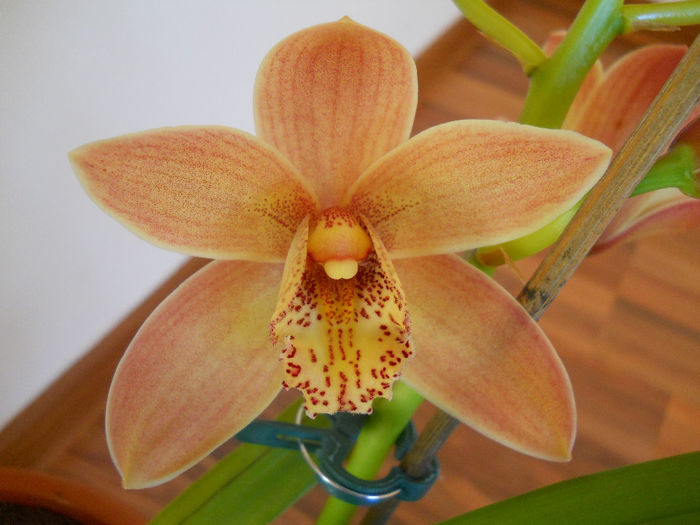 DSCN0115_001 - cymbidium 2013-2014