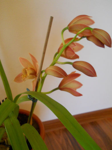 DSCN0117_003 - cymbidium 2013-2014