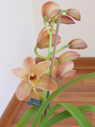 DSCN0118_004 - cymbidium 2013-2014